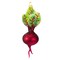 Cody Foster 6.0 Inch Heirloom Beet Christmas Tree Ornament , Vegetable Vibrant Color